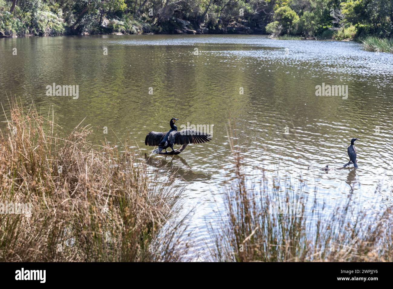 Royal National Park, il primo parco nazionale dell'Australia, con il Port Hacking Rove vicino al villaggio di Audley, Sydney, NSW, Australia Foto Stock