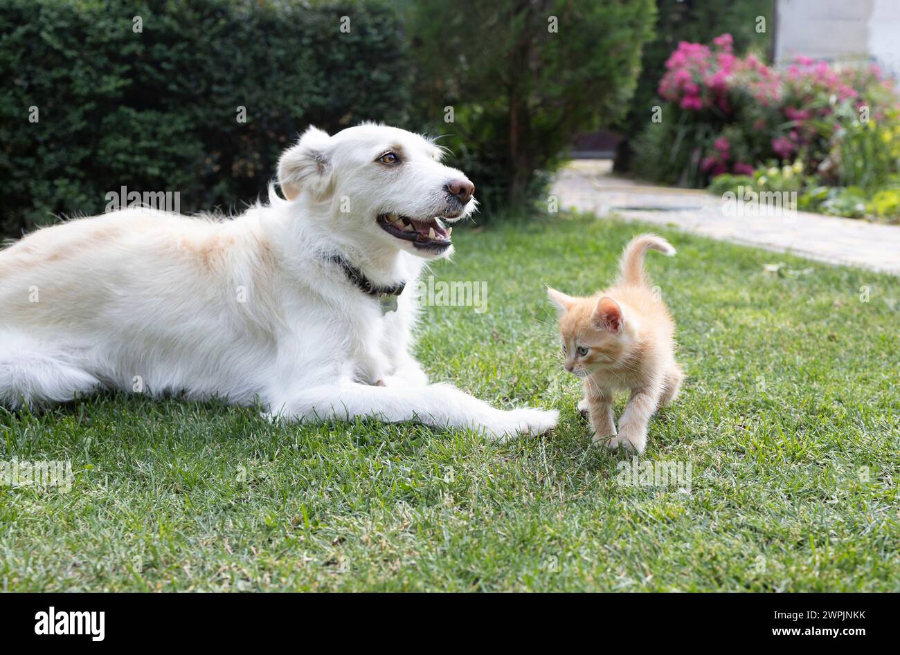 un grande cane bianco giace sull'erba e un curioso gattino rosso cammina nelle vicinanze. Incontro amichevole di animali domestici, relazioni tra animali, soggiorno Foto Stock