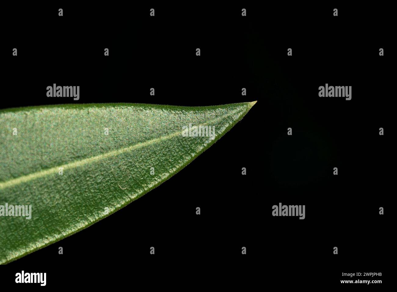 La complessità della natura. Dettaglio picco shot macro foglia verde. Isolato su sfondo nero. Foto Stock