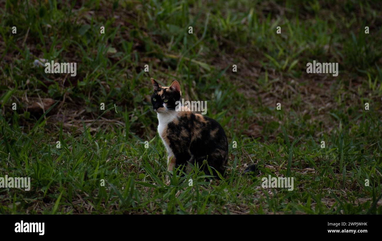 Un gatto calico seduto sull'erba verde Foto Stock