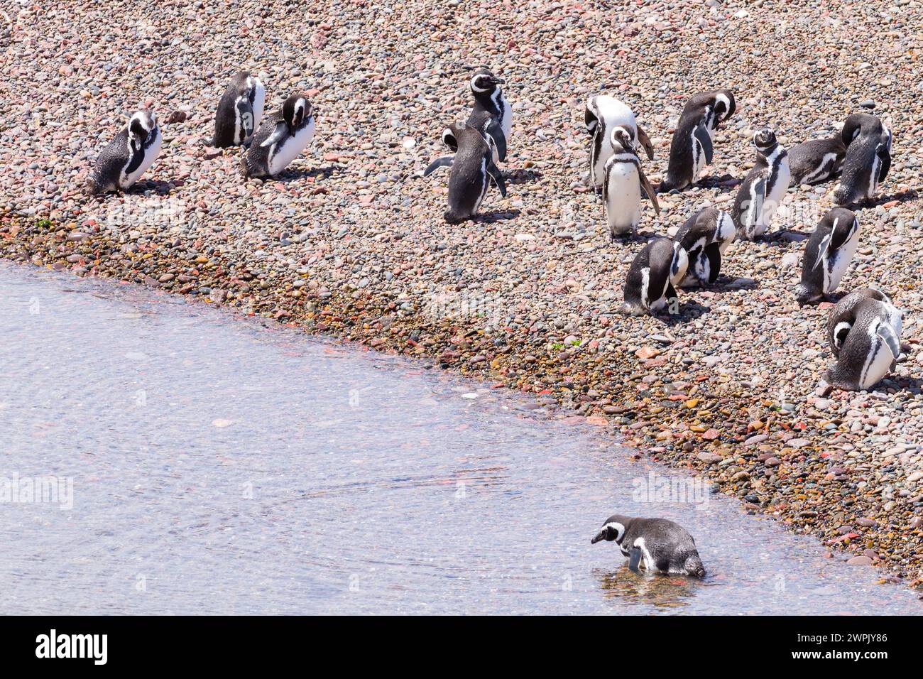 Un gruppo di pinguini di Magellano. Colonia di pinguini di Punta Tombo, Patagonia Foto Stock