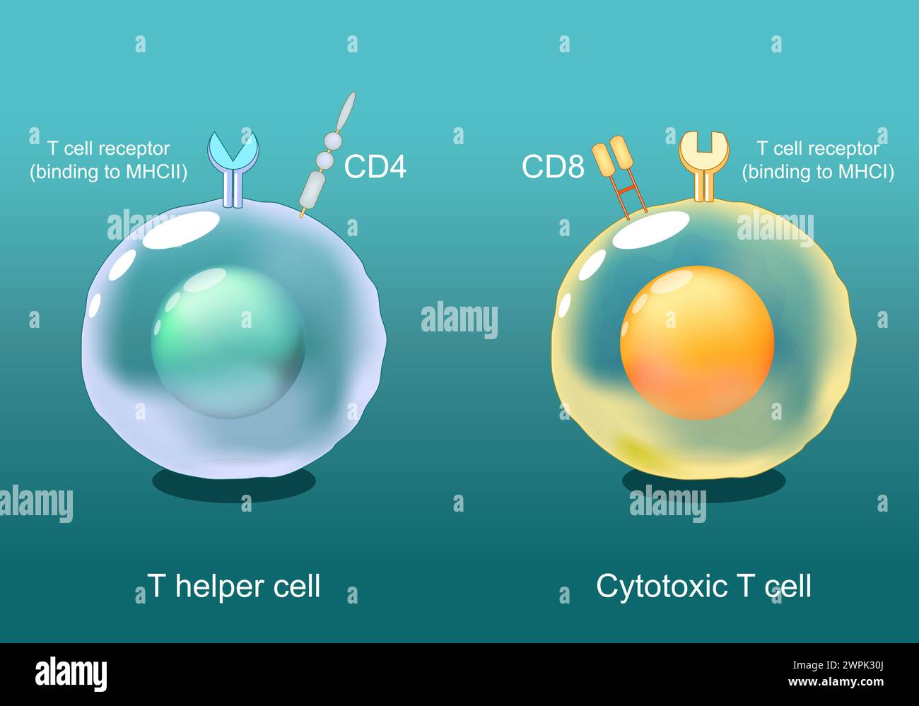 Cellule T helper e cellule T citotossiche. Linfociti CD8 e CD4. Presentazione dell'antigene. Recettore TCR sui globuli bianchi. Risposta immunitaria adattativa. Vect Illustrazione Vettoriale