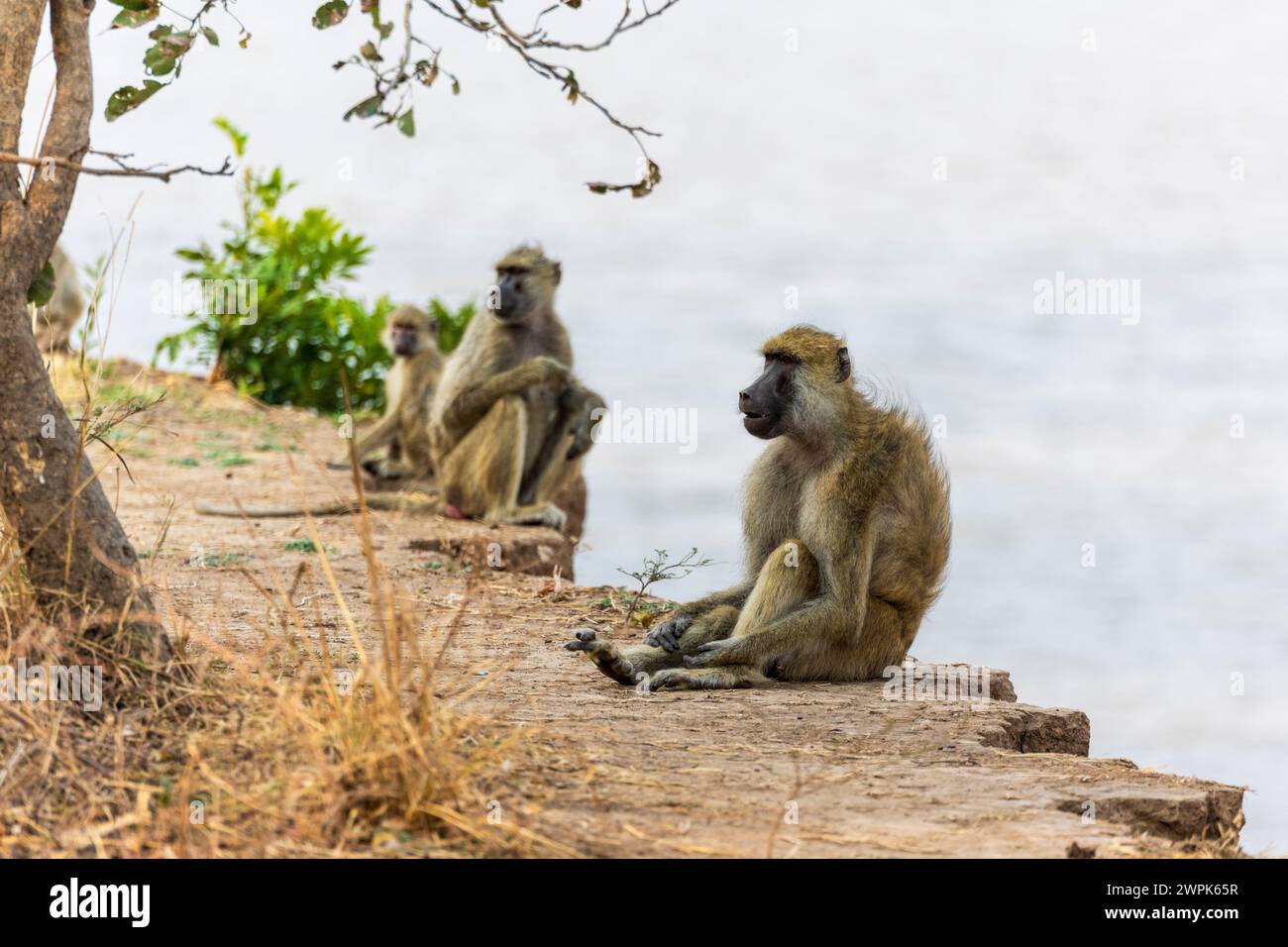 Piccolo gruppo di babbuini Chacma (Papio ursinus) seduti sull'argine del fiume Luangwa nel South Luangwa National Park in Zambia, Africa meridionale Foto Stock