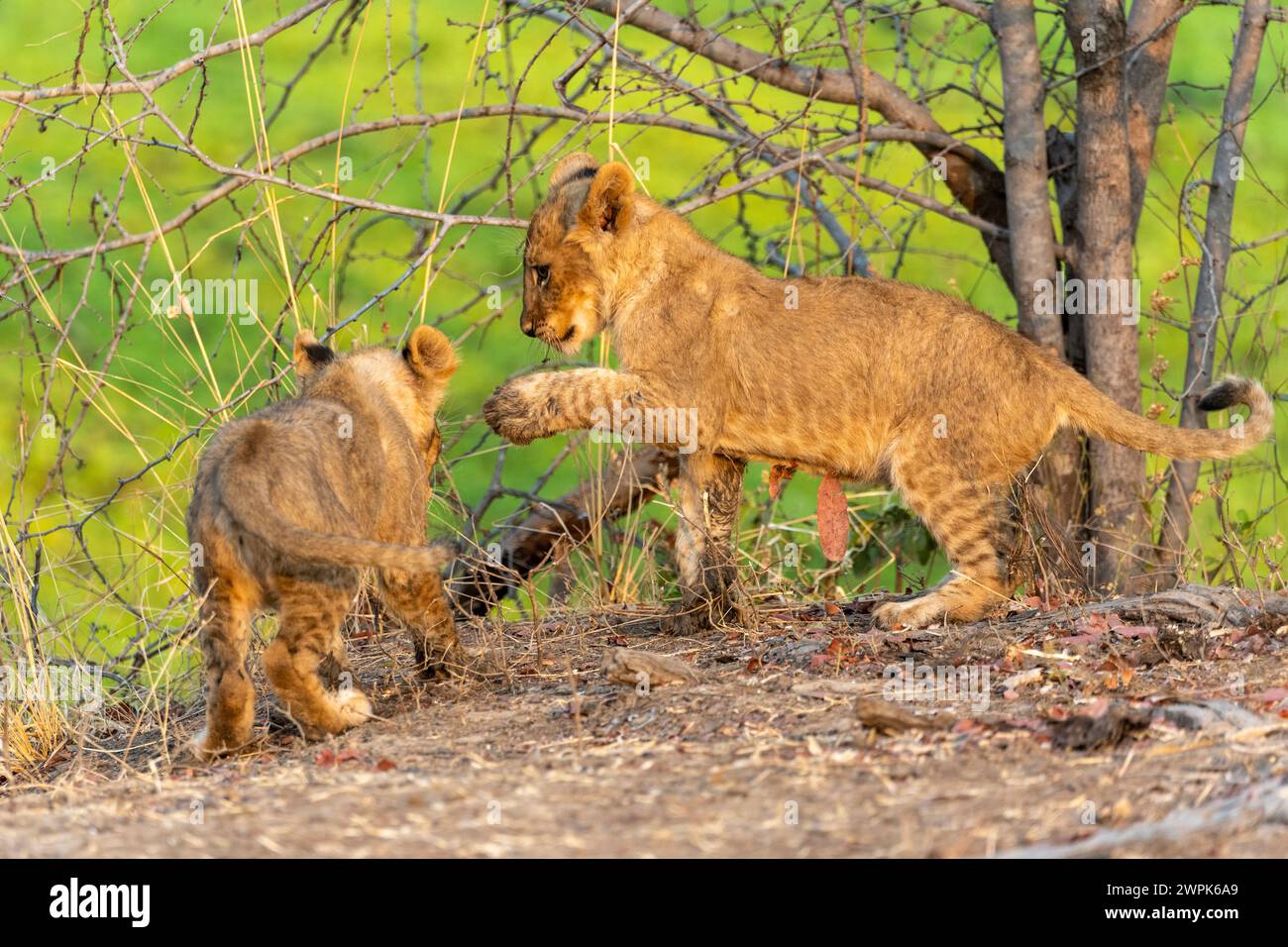 Due cuccioli di leone maliziosi (Panthera leo) che giocano nel South Luangwa National Park in Zambia, Sud Africa Foto Stock