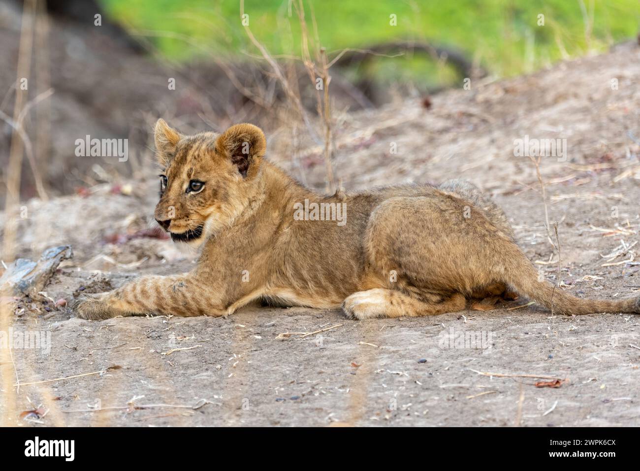 Lion Cub (Panthera leo) giace nel South Luangwa National Park in Zambia, Africa meridionale Foto Stock