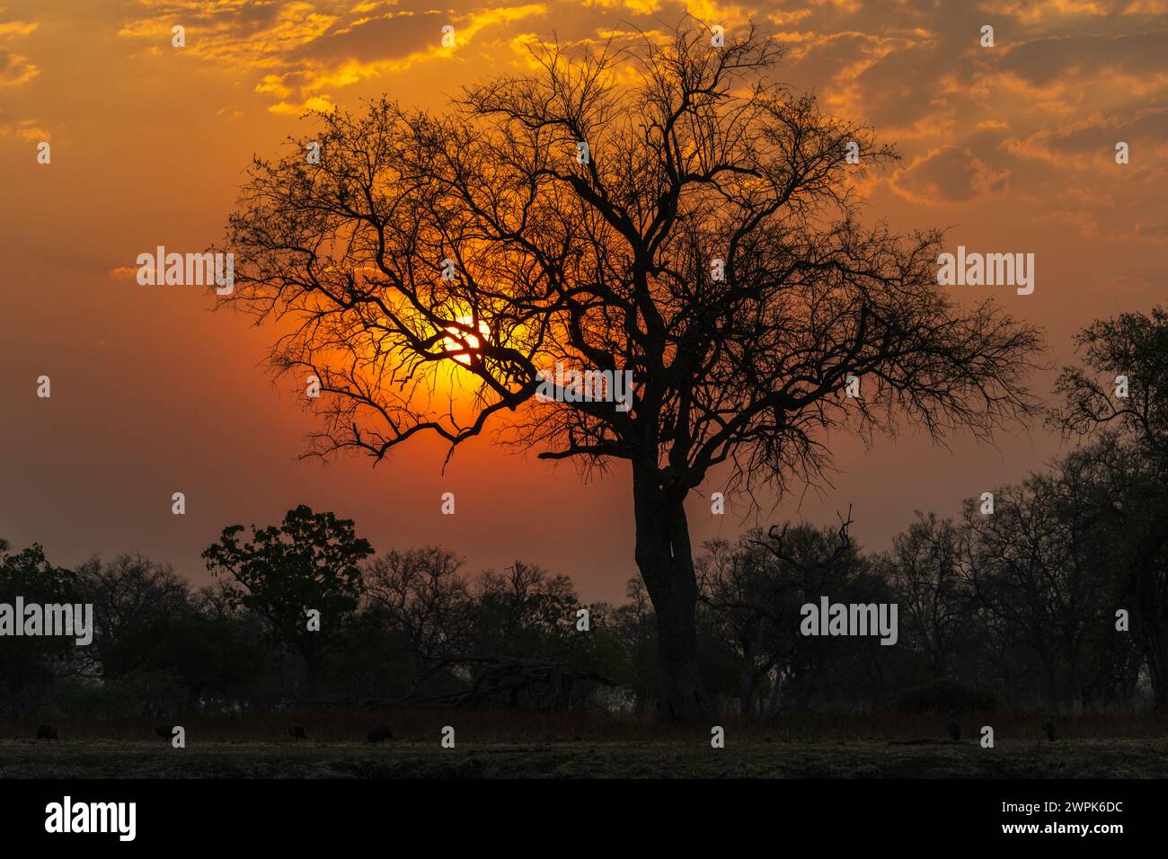 Un albero che si staglia contro il tramonto nel Parco Nazionale Luangwa del Sud in Zambia, Africa meridionale Foto Stock