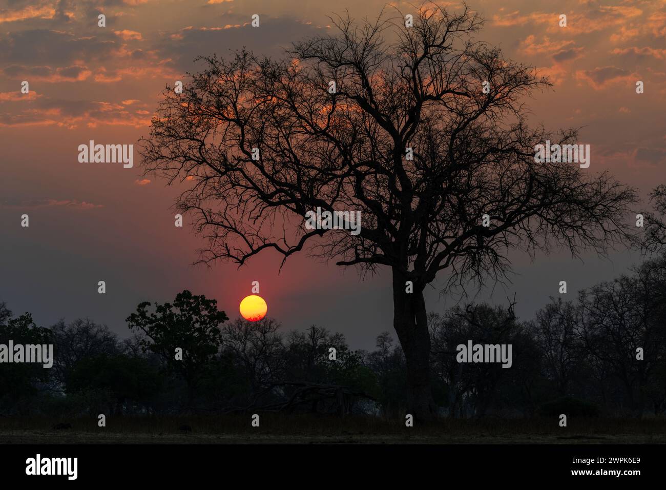 Un albero che si staglia contro il tramonto nel Parco Nazionale Luangwa del Sud in Zambia, Africa meridionale Foto Stock