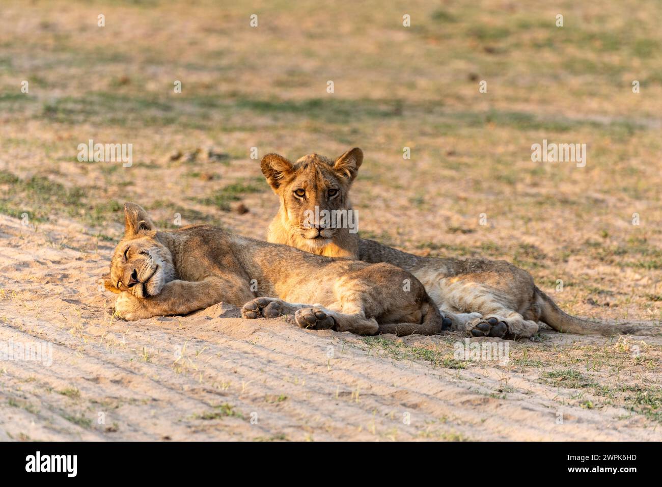 Due cuccioli di leone (Panthera leo) riposano e si godono il sole mattutino nel South Luangwa National Park nello Zambia, nell'Africa meridionale Foto Stock