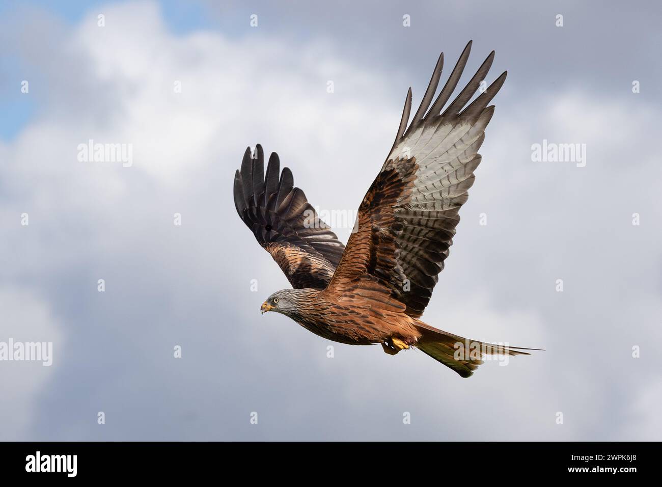 Catturato in volo con le ali in posizione eretta è un aquilone rosso, Milvus milvus. C'è spazio per il testo intorno e il soggetto ha uno sfondo di cielo nuvoloso Foto Stock
