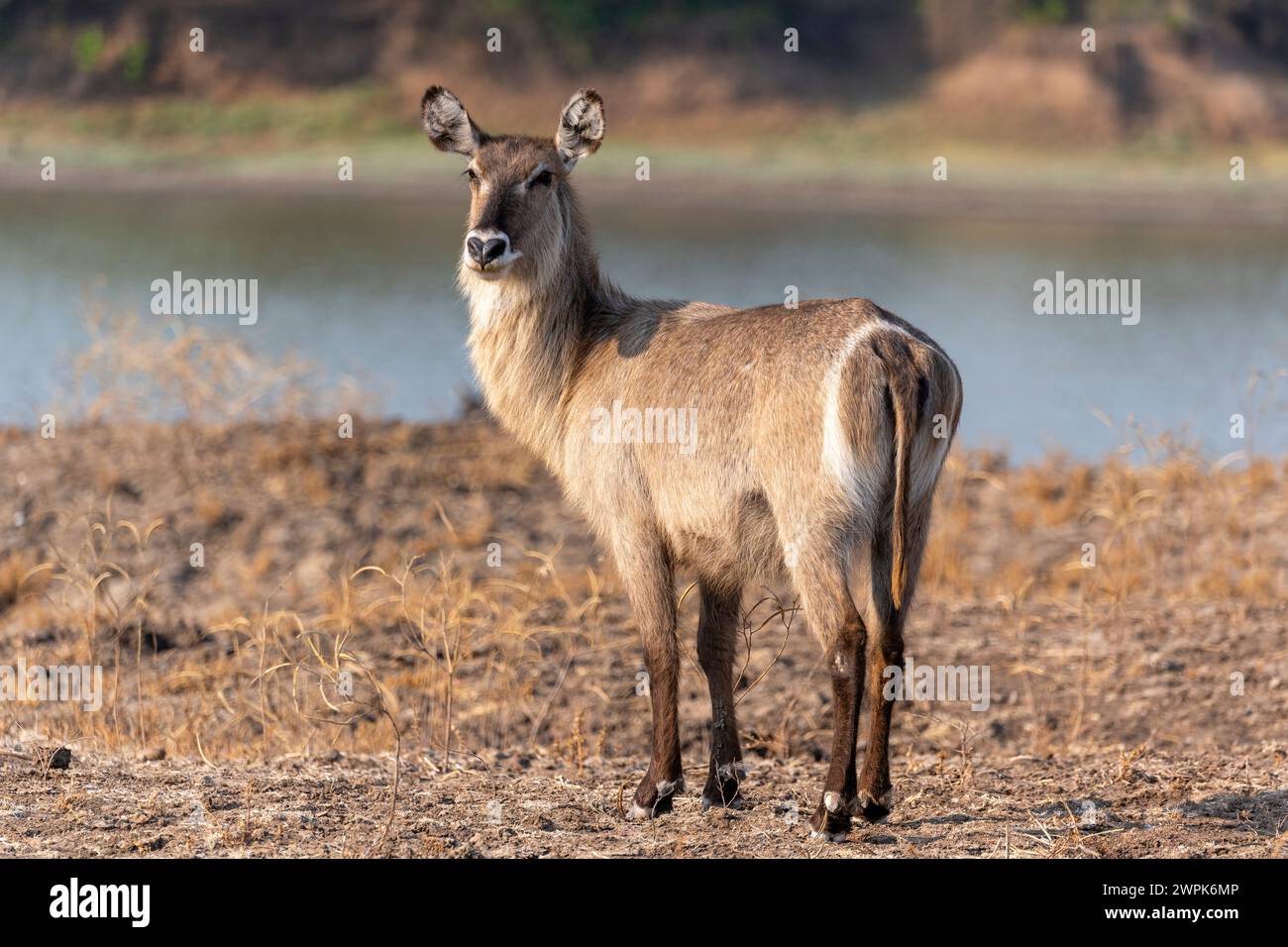 Un waterbuck comune femminile (Kobus ellipsiprymnus) situato vicino al fiume Luangwa nel South Luangwa National Park nello Zambia, nell'Africa meridionale Foto Stock