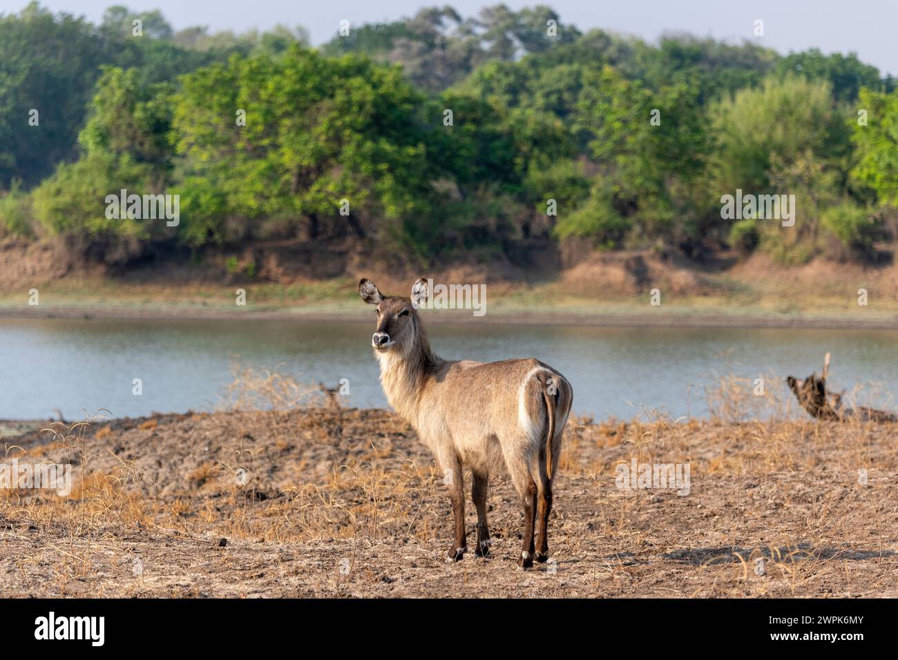 Un waterbuck comune femminile (Kobus ellipsiprymnus) situato vicino al fiume Luangwa nel South Luangwa National Park nello Zambia, nell'Africa meridionale Foto Stock