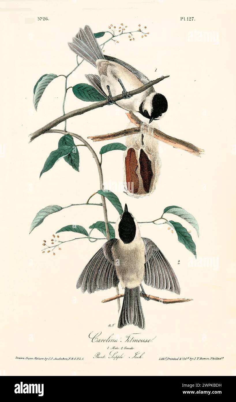Due piccoli uccelli con cappellini neri e piumaggio pallido esplorano una capsula sospesa in un ambiente botanico leggero e arioso. Di J.J. Audubon: Birds of America, 1840 Foto Stock