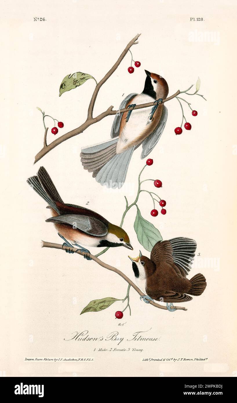 Tre uccelli interagiscono sui rami curvi di ciliegio con i frutti di bosco in una composizione delicata e naturale. Di J.J. Audubon: Birds of America, 1840 Foto Stock