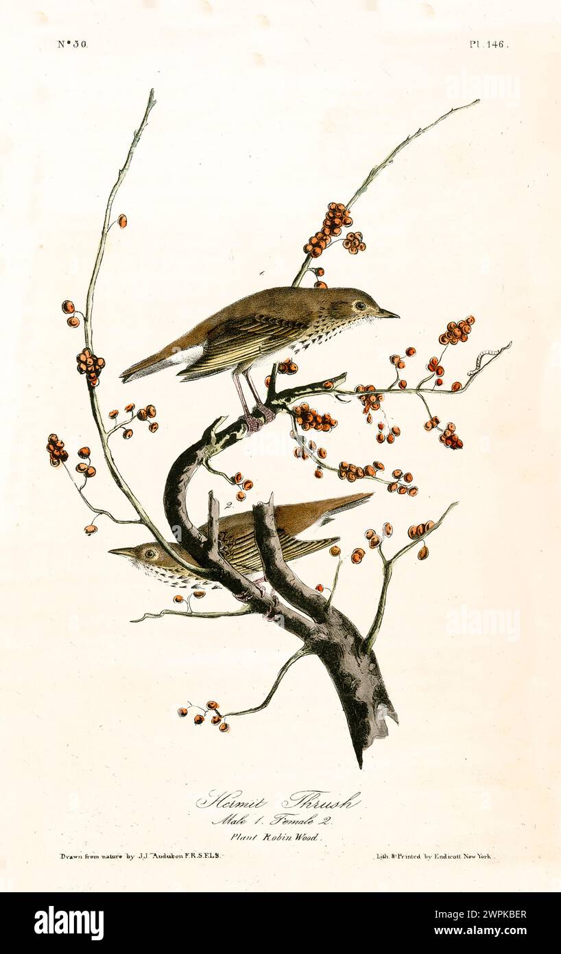 Due piccoli uccelli si aprono su un ramo di legno di robin, mescolando grazia e calma in questo momento tranquillo della natura. Di J.J. Audubon: Birds of America, 1840 Foto Stock Due piccoli uccelli si aprono su un ramo di legno di robin, mescolando grazia e calma in questo momento tranquillo della natura. Di J.J. Audubon: Birds of America, 1840 Foto Stock