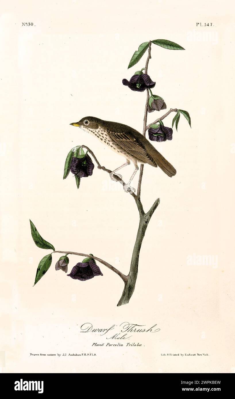 Un piccolo uccellino è arroccato tra i fiori scuri di Porcelia triloba, la sua delicata postura riecheggia l'eleganza botanica. Di J.J. Audubon: Birds of America, 1840 Foto Stock