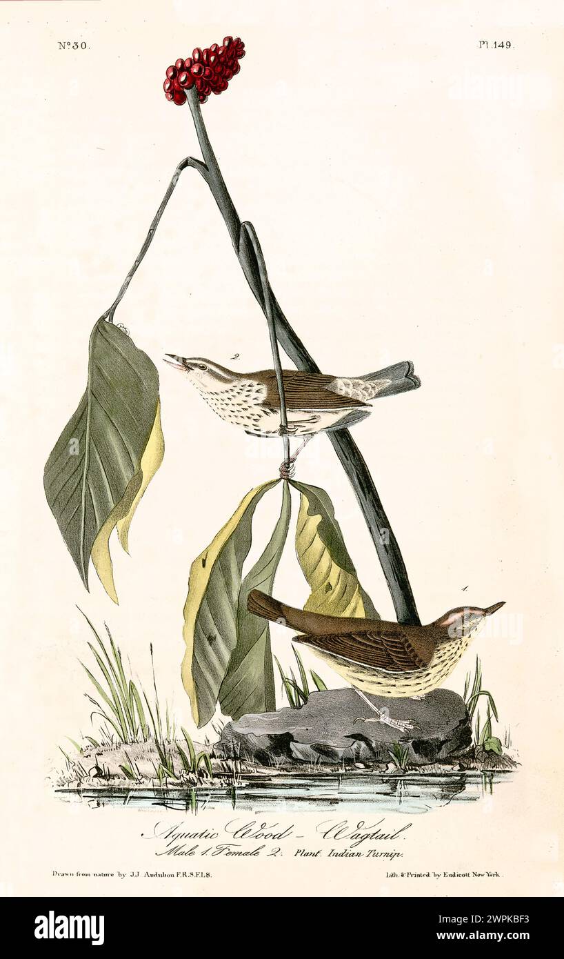 Due uccelli abitano pacificamente vicino a un laghetto naturale, incorniciato da foglie di rapa indiana e bacche. Di J.J. Audubon: Birds of America, 1840 Foto Stock