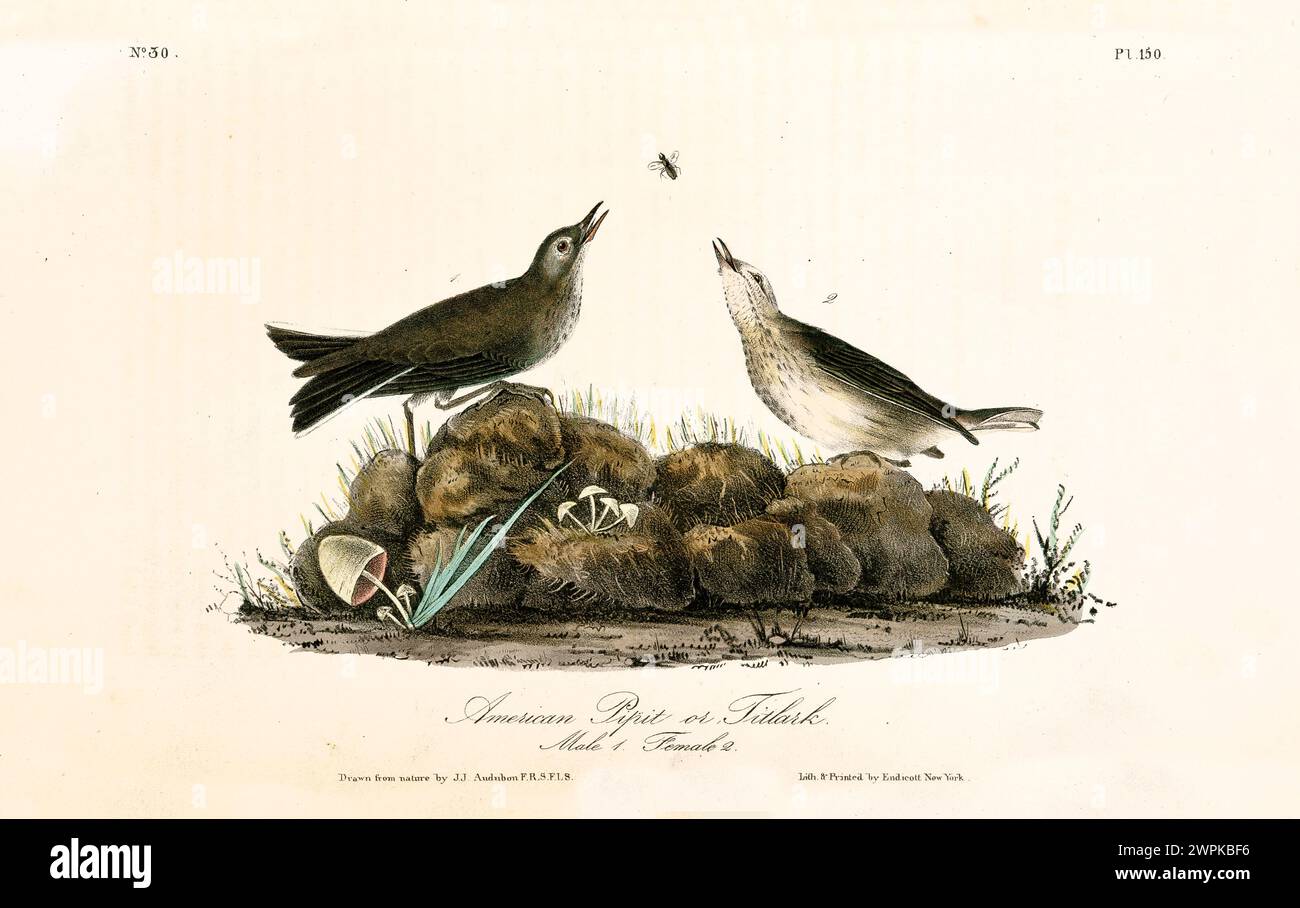 Due uccelli si aprono sulla terra, armoniosamente concentrati su un insetto. Di J.J. Audubon: Birds of America, 1840 Foto Stock