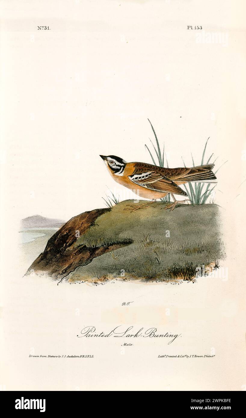 Un solo uccello si erge in guardia su una collina erbosa, illustrata con dettagli squisiti e realismo. Di J.J. Audubon: Birds of America, 1840 Foto Stock