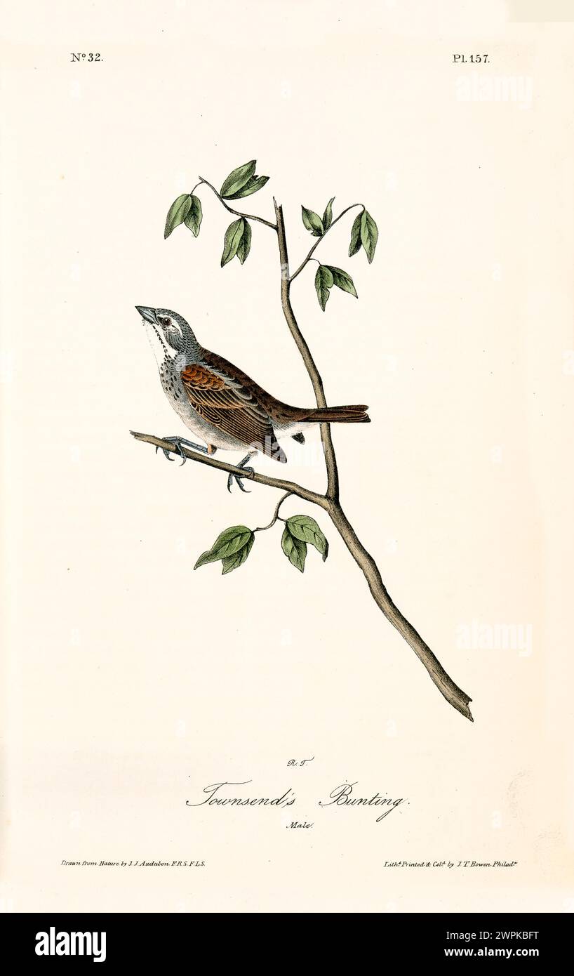 Un uccello delicatamente appollaiato su un ramo frondoso, catturato in un'illustrazione naturale finemente dettagliata e riccamente colorata. Di J.J. Audubon 1840 Foto Stock