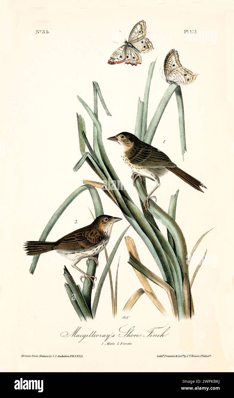 Fringuelli da riva riccamente dettagliati e colorati tra erbe costiere con farfalle. Di J.J. Audubon: Birds of America, 1840 Foto Stock