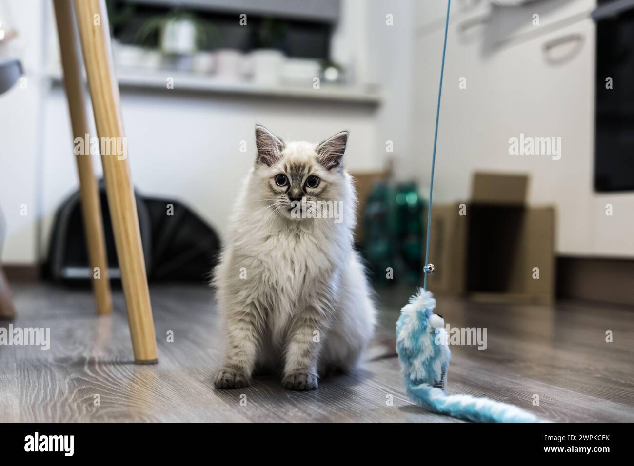 Un giovane gatto domestico carino al chiuso Foto Stock