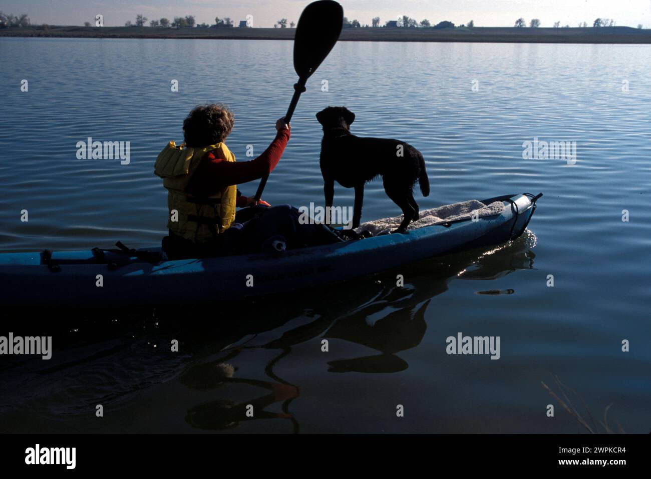 cani da soccorso Foto Stock