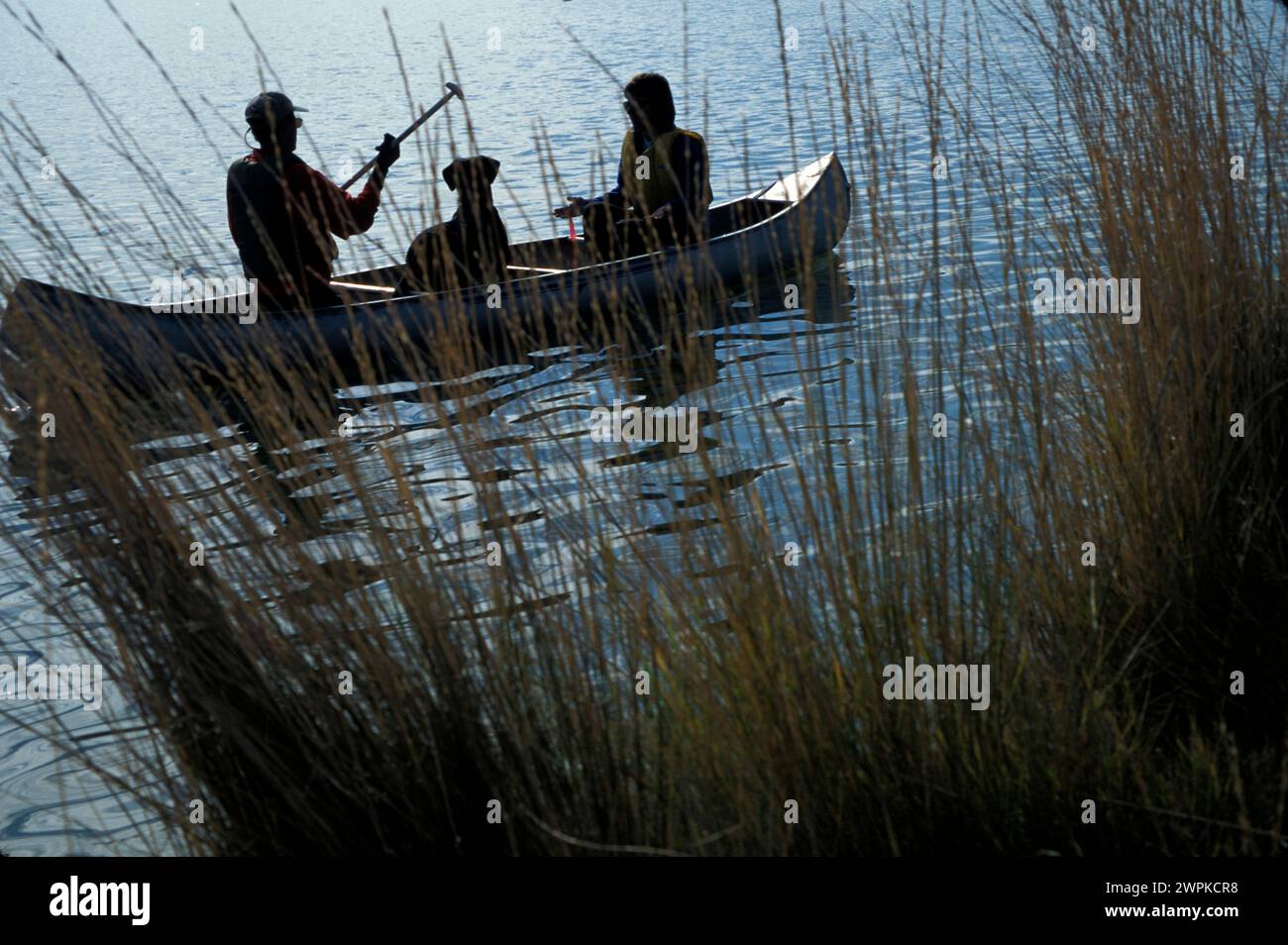 cani da soccorso Foto Stock