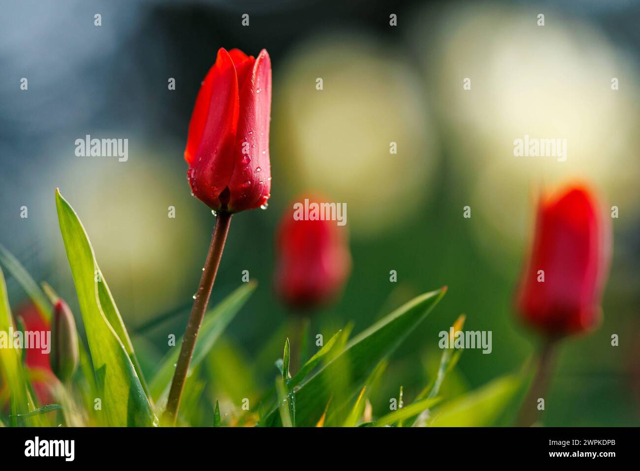 Symbolfoto: Die Natur erwacht - alles blüht Bühende rote Tulpe auf Blüte Wiese Tulpen Frühling Jahreszeit Grüner, Licht und Sonne Symbolfoto Nackenheim Rheinland-Pfalz Deutschland *** foto simbolica la natura risveglia tutto è in fiore tulipano rosso fiorente su un prato verde tulipani fioritura stagione primavera, foto simbolica di luce e sole Nackenheim Renania Palatinato Germania Copyright: xBEAUTIFULxSPORTS/Hahnex Foto Stock