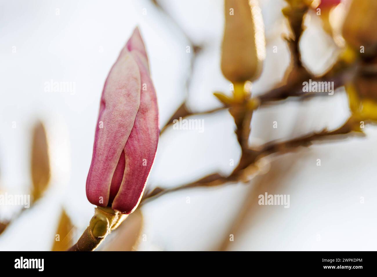 Symbolfoto: Die Natur erwacht - alles blüht Geschlossene Knospe einer Magnolie Jahreszeit Frühling, Licht und Sonne Symbolfoto Nackenheim Rheinland-Pfalz Deutschland *** foto simbolica la natura risveglia tutto è in fiore gemma chiuso di una stagione di magnolia Primavera, luce e sole foto simbolica Nackenheim Renania-Palatinato Germania Copyright: XBEAUTORTS/HULxSPORTIFx Foto Stock