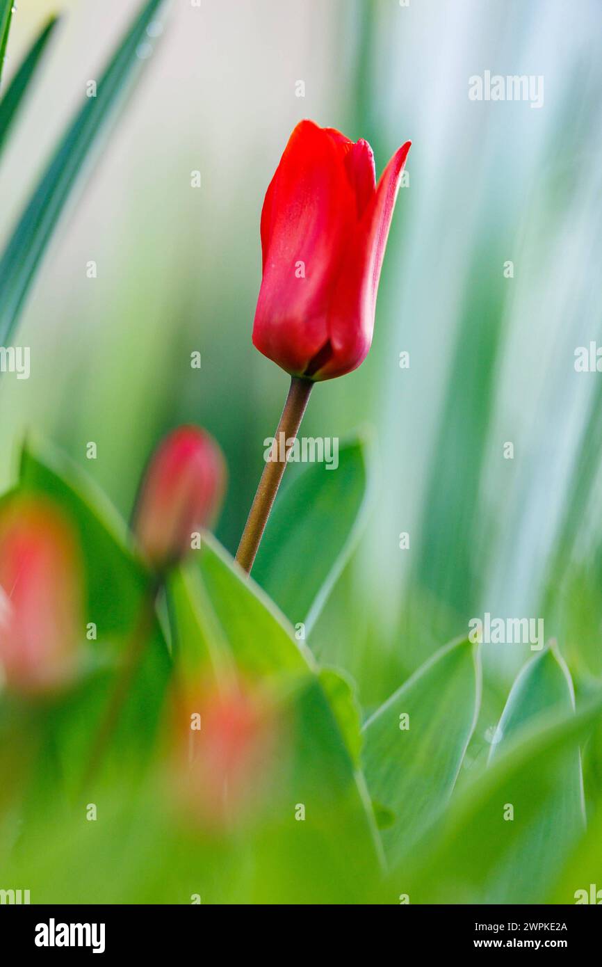 Symbolfoto: Die Natur erwacht - alles blüht Bühende rote Tulpe auf Blüte Wiese Tulpen Frühling Jahreszeit Grüner, Licht und Sonne Symbolfoto Nackenheim Rheinland-Pfalz Deutschland *** foto simbolica la natura risveglia tutto è in fiore tulipano rosso fiorente su un prato verde tulipani fioritura stagione primavera, foto simbolica di luce e sole Nackenheim Renania Palatinato Germania Copyright: xBEAUTIFULxSPORTS/Hahnex Foto Stock