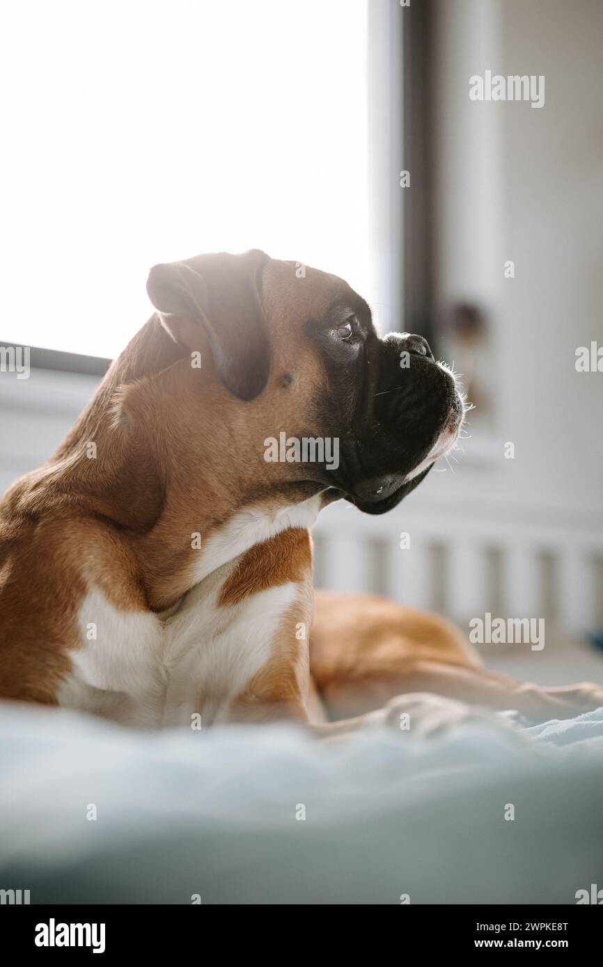 Giovane e carino cane tedesco da pugile sdraiato a letto e con lo sguardo lontano Foto Stock
