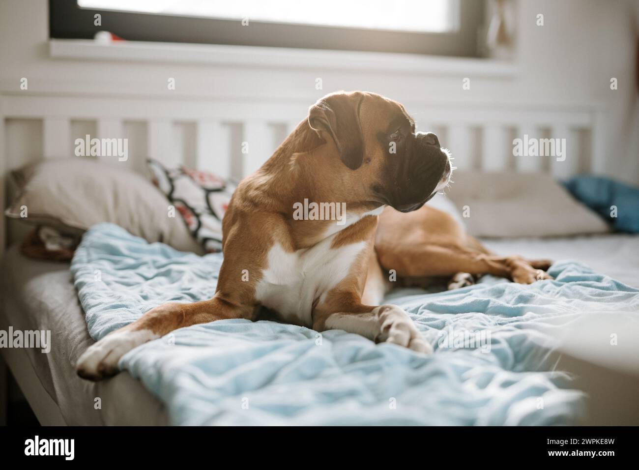 Giovane e carino cane tedesco da pugile sdraiato a letto e con lo sguardo lontano Foto Stock