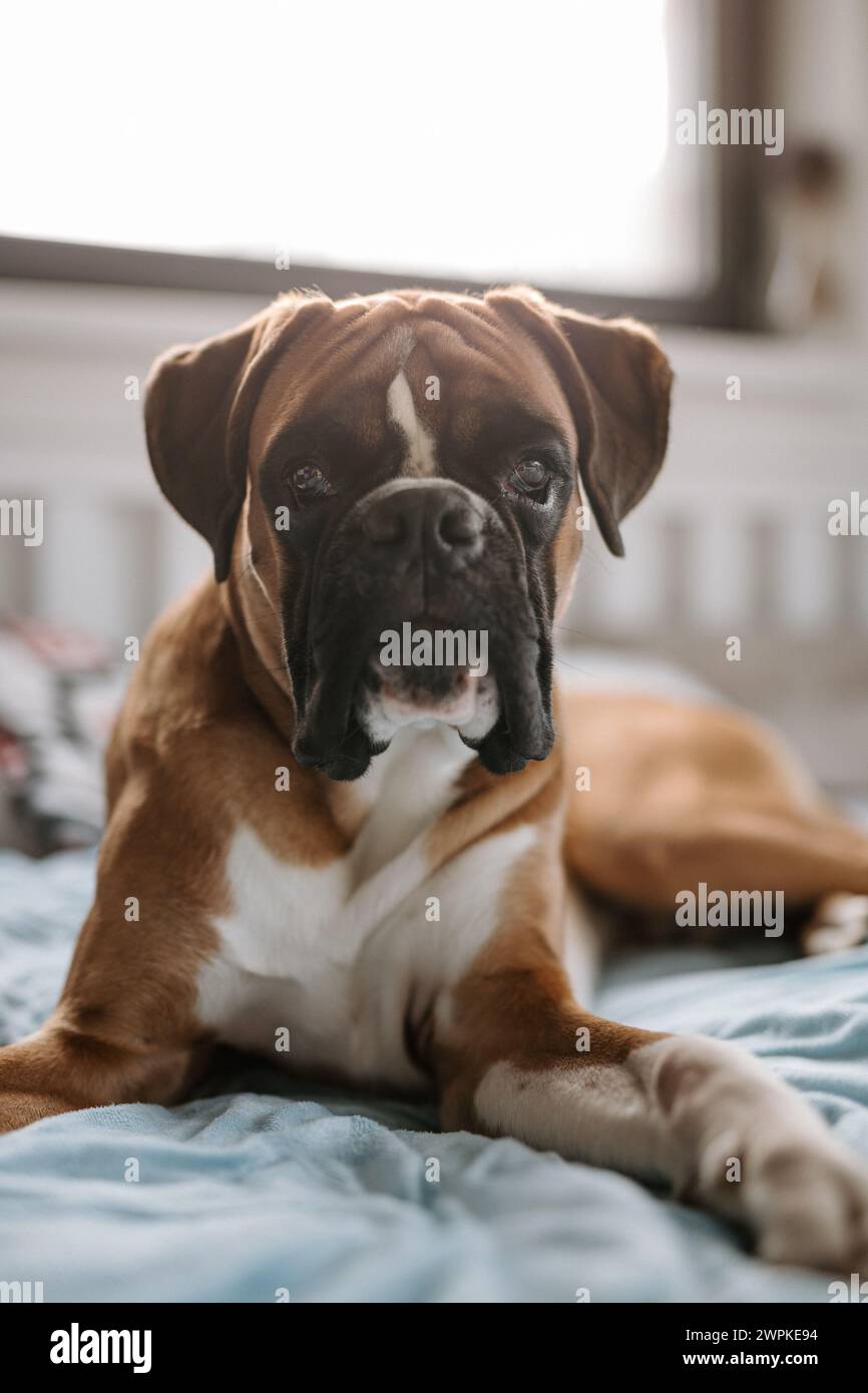 Giovane e carino cane tedesco da pugile sdraiato a letto e che guarda in macchina fotografica Foto Stock