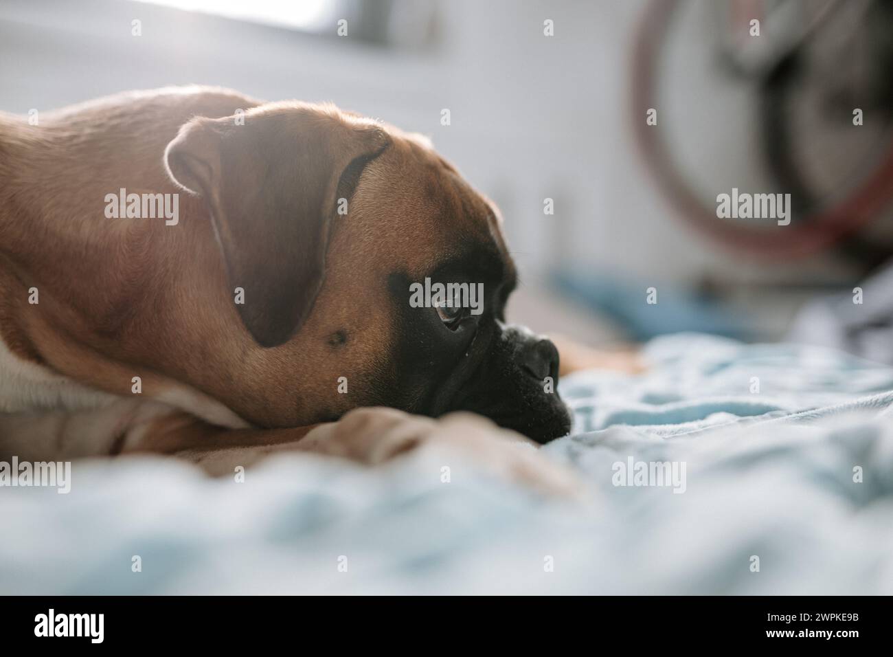 Giovane e carino cane tedesco da pugile sdraiato a letto e con lo sguardo lontano Foto Stock