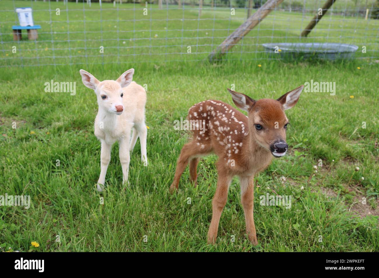 Twin Fawns - Baby Deer Foto Stock