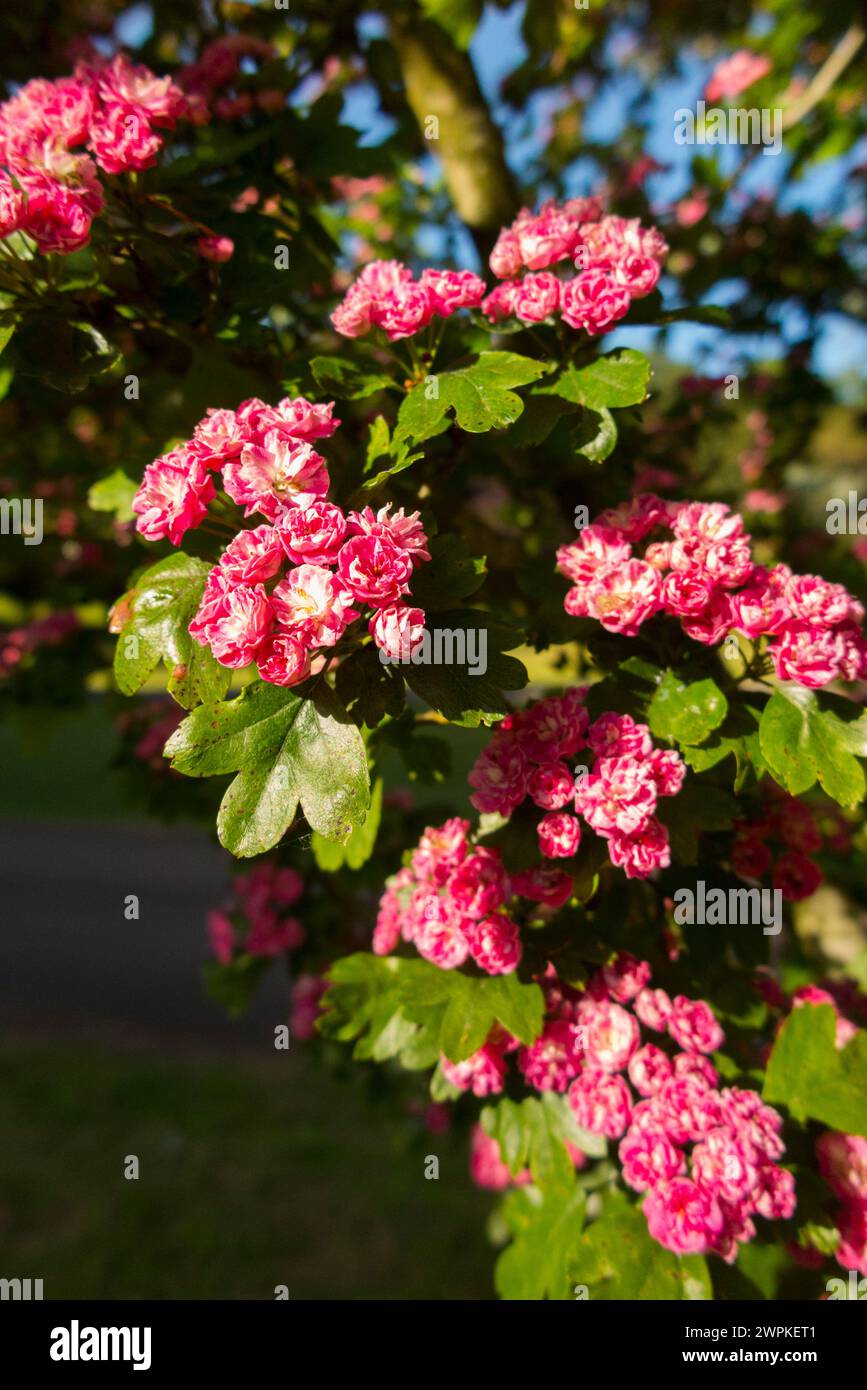 Midland Biancospino e fiori in fiore / fiori in fiore a maggio / giugno, in una giornata di sole e con cielo azzurro. REGNO UNITO. (134) Foto Stock