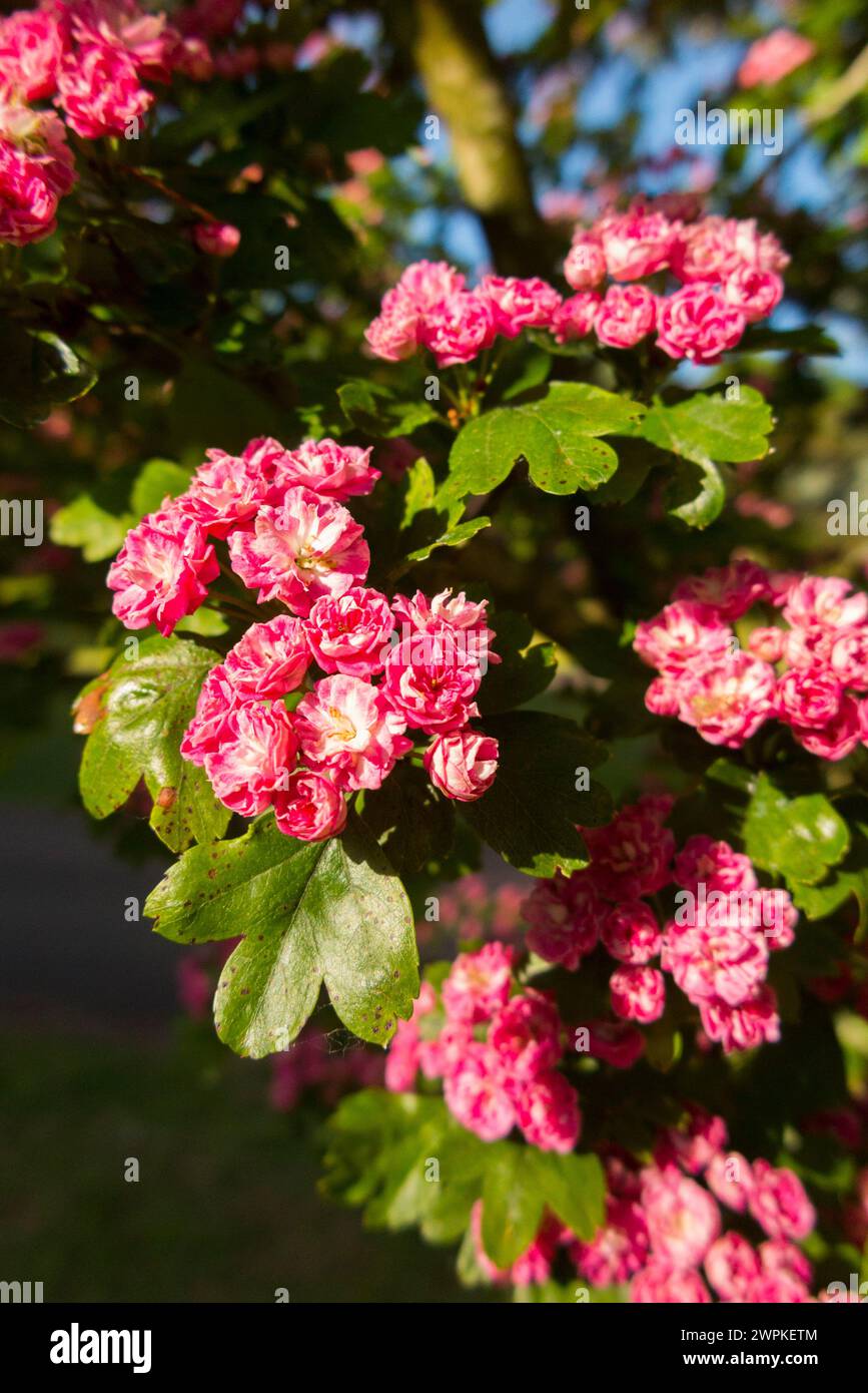 Midland Biancospino e fiori in fiore / fiori in fiore a maggio / giugno, in una giornata di sole e con cielo azzurro. REGNO UNITO. (134) Foto Stock