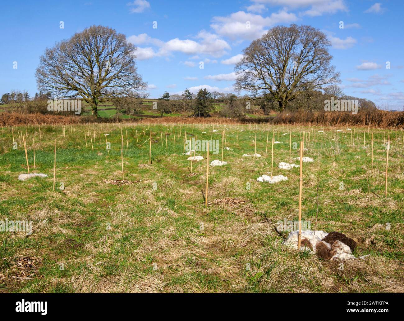 Fruste piantate di recente con picchetti di bambù e una varietà di pacciamature, dalla lana di pecora ai trucioli di legno in una fattoria nel Brecon Beacons, Galles del Sud, Regno Unito Foto Stock