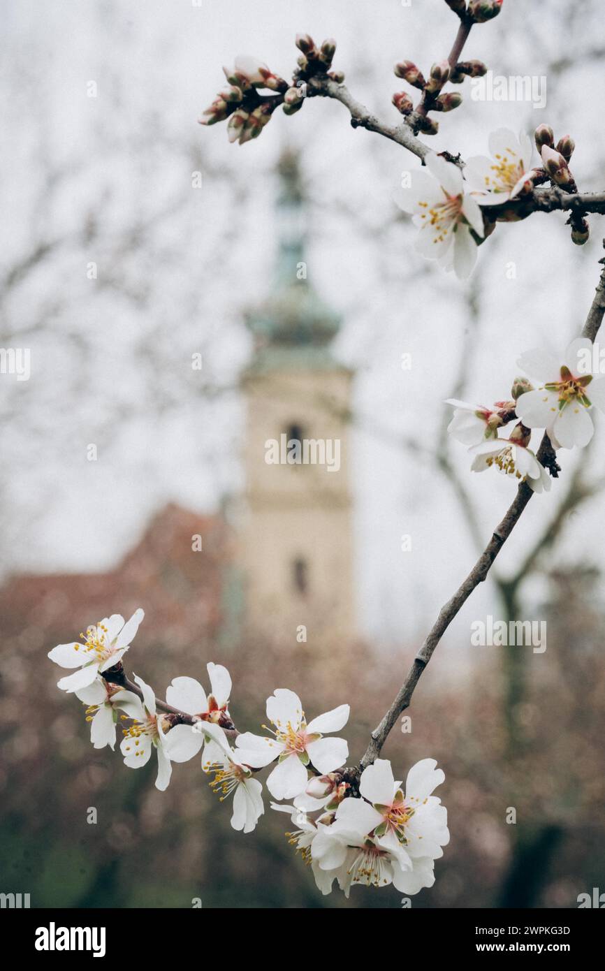 Ramo di mandorle in fiore in una giornata nuvolosa a Praga Foto Stock