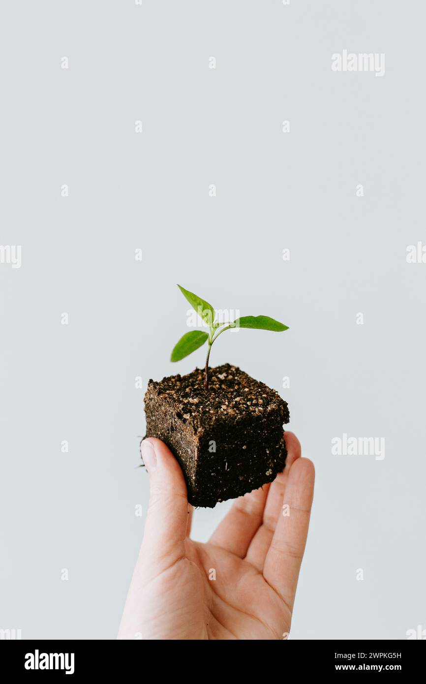 tenendo un blocco di terreno con piante di peperoncino per il giardinaggio interno Foto Stock