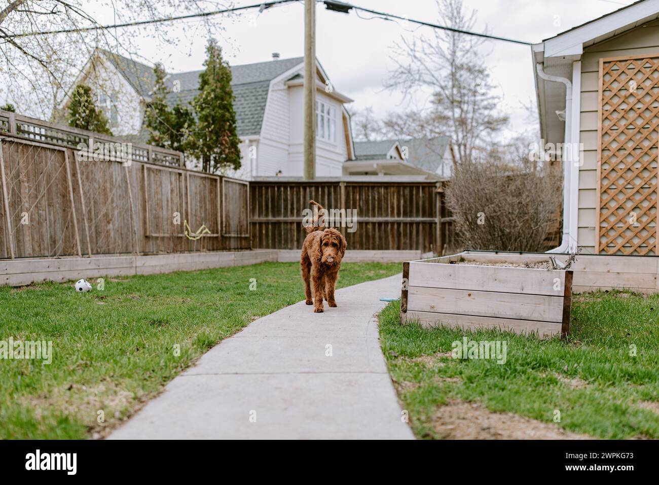 cane doodle dorato che cammina nel giardino sul retro in primavera Foto Stock