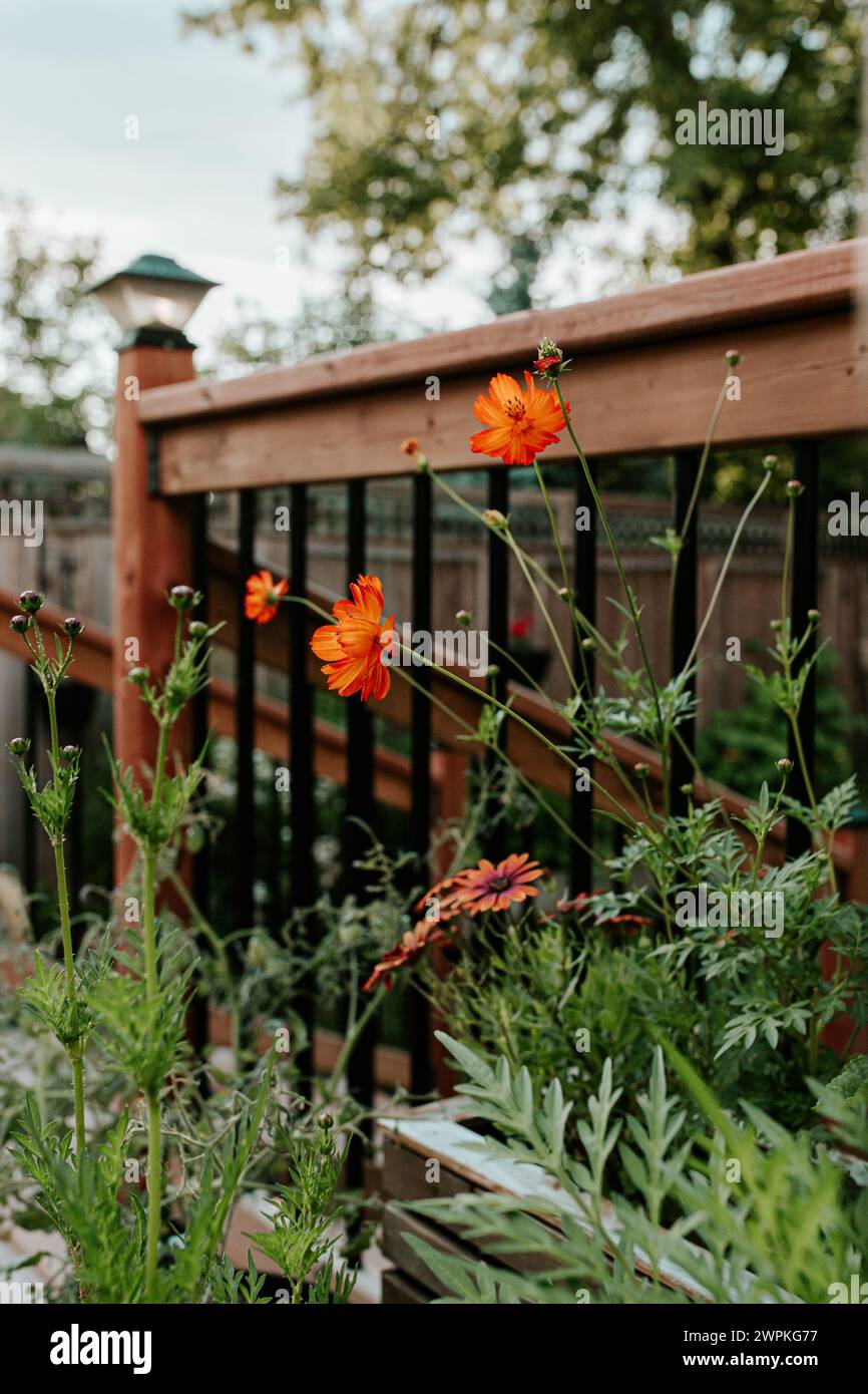 fiori di arancio cosmo nel giardino sul retro in estate Foto Stock