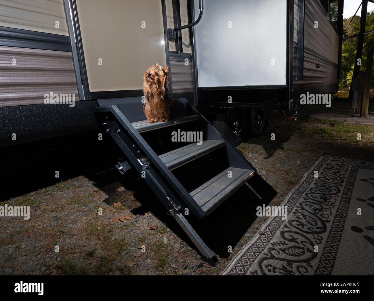 Cuccioli desiderosi di salire sul rimorchio da viaggio prima del tramonto Foto Stock