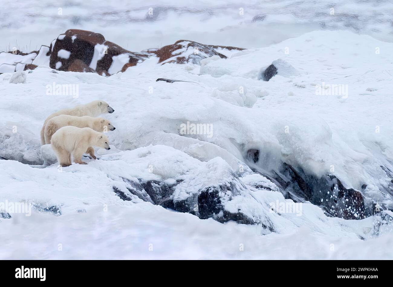 Esplora questa zona innevata insieme al CANADA ADORABILI immagini di due orsi polari che giocano tra loro ti faranno ridere. Intorno alle due Foto Stock