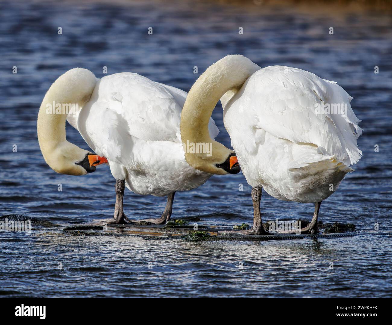 Coppia di cigni muti Cygus olor che si prepara in formazione su un lago a Shapwick Heath, nel Somerset Levels UK Foto Stock