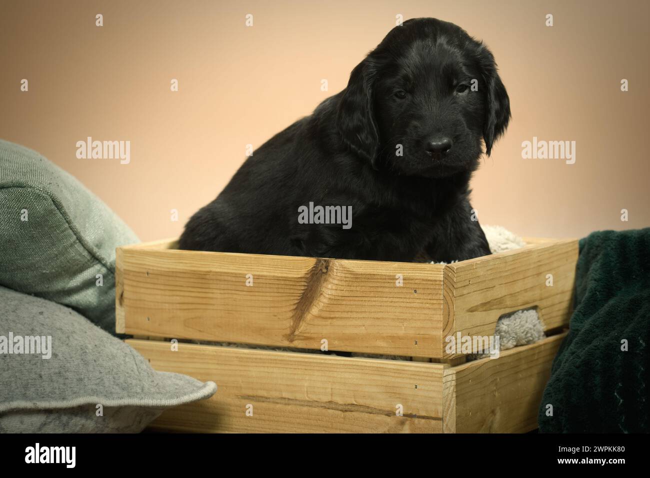 Cucciolo di black flat retriever in posa per ritratti in interni Foto Stock