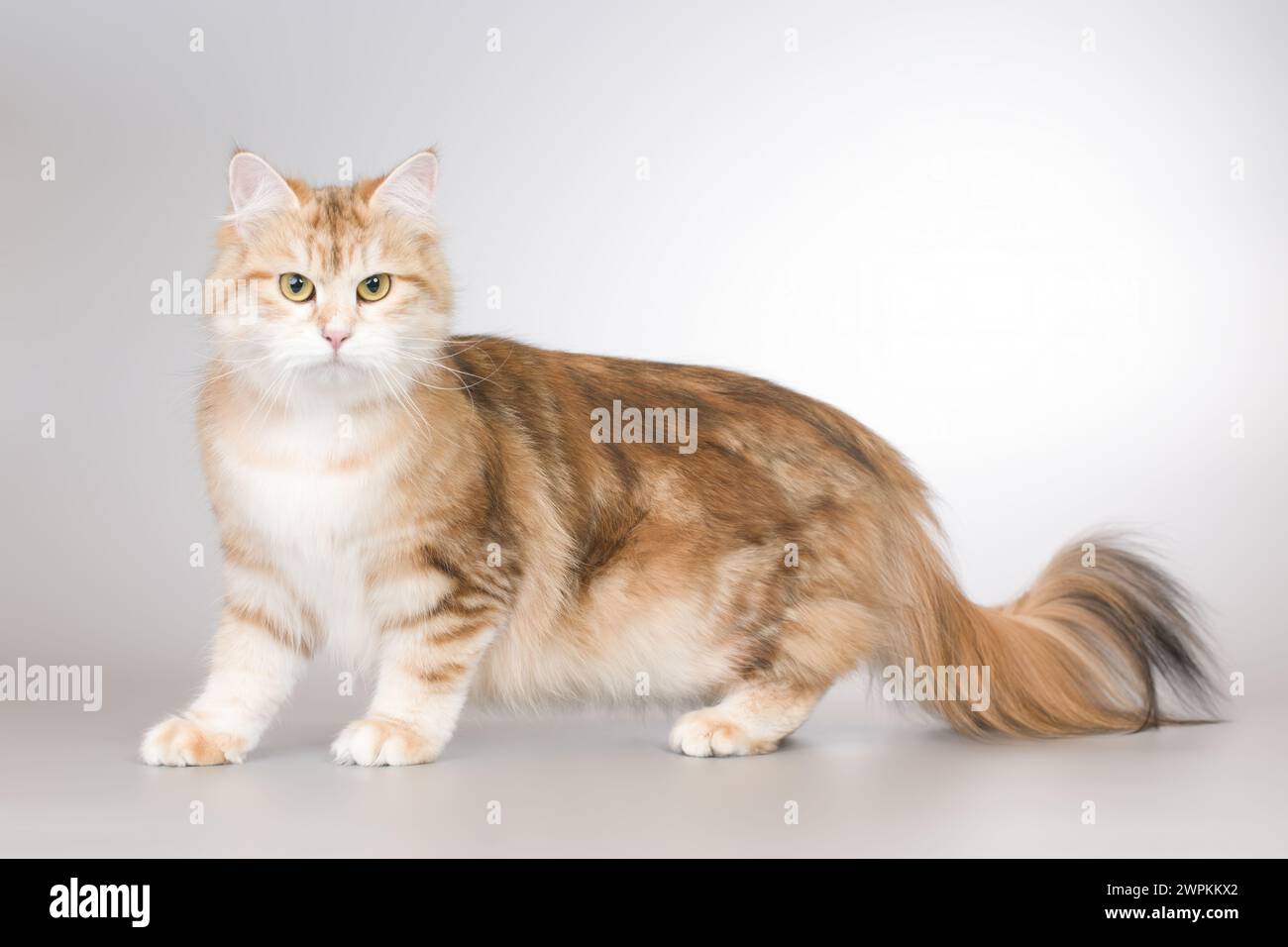 Bella ragazza di colore giovane di gatto forestale siberiano Foto Stock