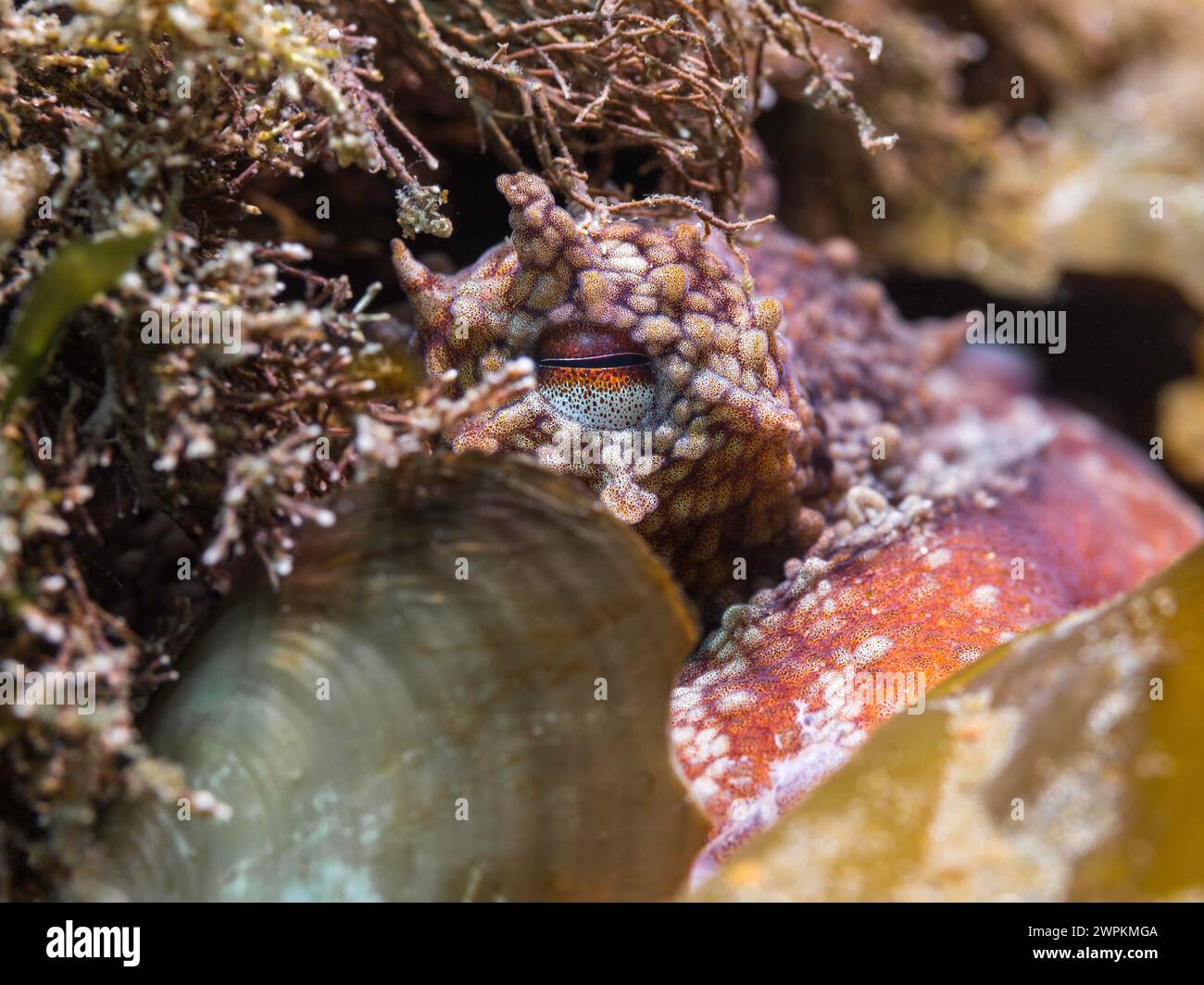 Un polpo comune (polpo vulgaris) che si nasconde sul primo piano della barriera corallina del suo occhio Foto Stock