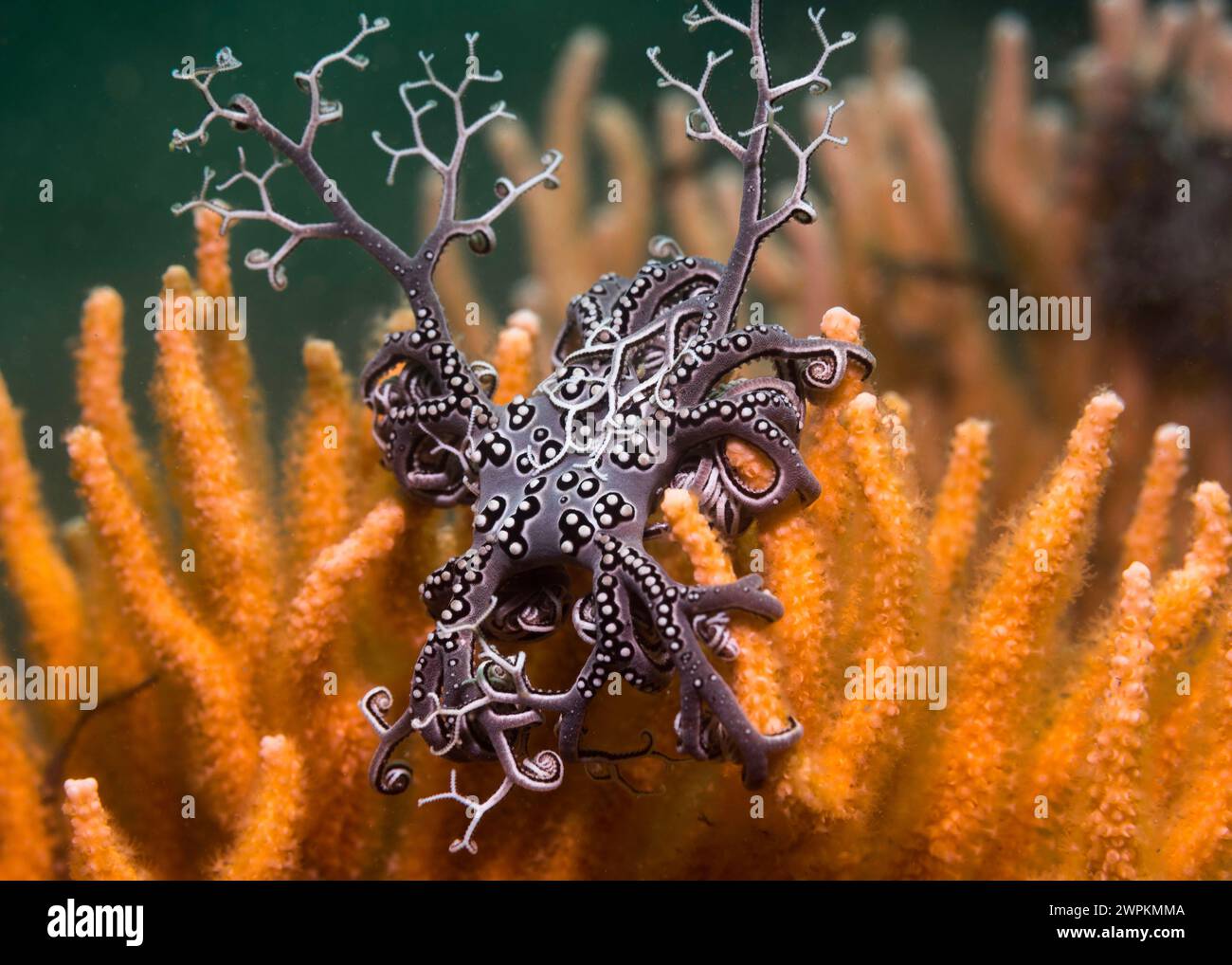 Una piccola stella di basket (Astrocladus euryale) seduta su un ventilatore marino arancione con alcune braccia allungate Foto Stock