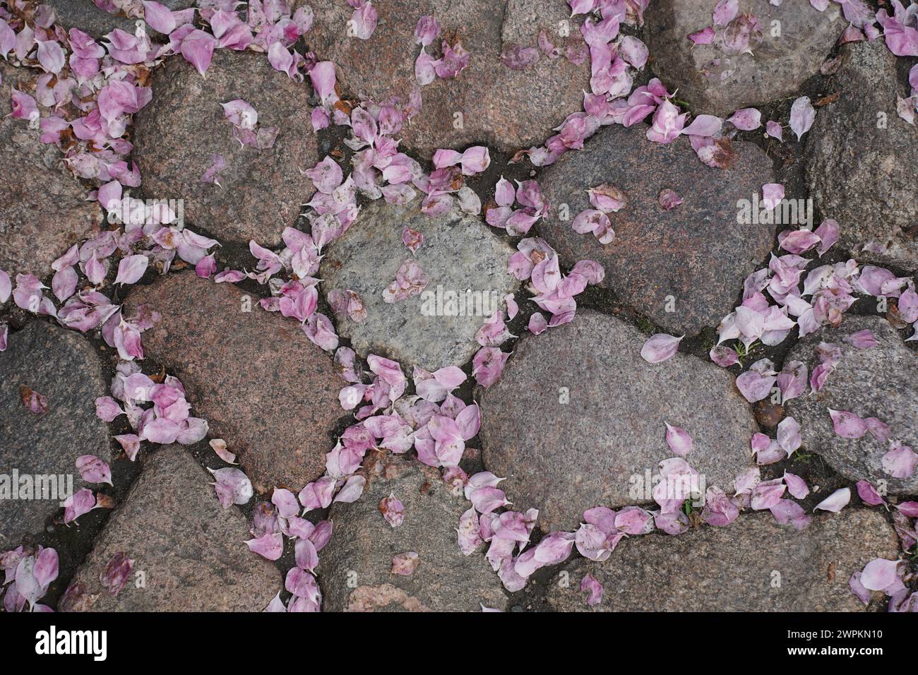 Primo piano di petali di ciliegio rosa che cadono su un marciapiede di pietra durante la fioritura in primavera Foto Stock